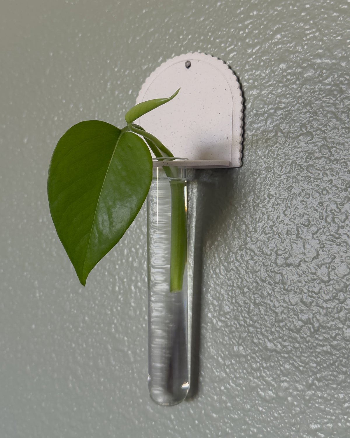 Tatum Plant Propagation Wall Hanging